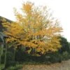 Hjertetræ Cercidiphyllum Japonicum Potte 7,5 Liter 175-200 Cm. -Osmoz Naturens Butik p3656 47310 cercidiphyllum japonicum af1d