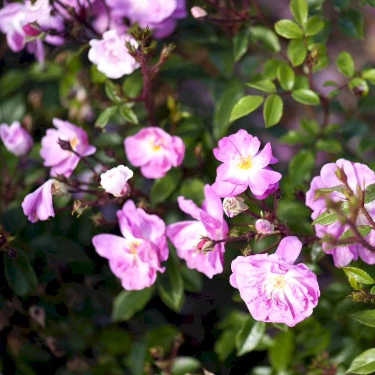 'Lavender Cover'® Rosa X 'Lavender Cover'® (Bunddækkerose) A-Kvalitet,- Barrods Roser Min. 3 Grene 5 'Lavender Cover'® Rosa X 'Lavender Cover'® (Bunddækkerose) A-Kvalitet,- Barrods Roser Min. 3 Grene - Billede 3