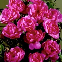 'Lavender Cover'® Rosa X 'Lavender Cover'® (Bunddækkerose) A-Kvalitet,- Barrods Roser Min. 3 Grene 11 'Lavender Cover'® Rosa X 'Lavender Cover'® (Bunddækkerose) A-Kvalitet,- Barrods Roser Min. 3 Grene -Osmoz Naturens Butik p366 51971 rosa x lavender cover bunddaekkerose b7c0