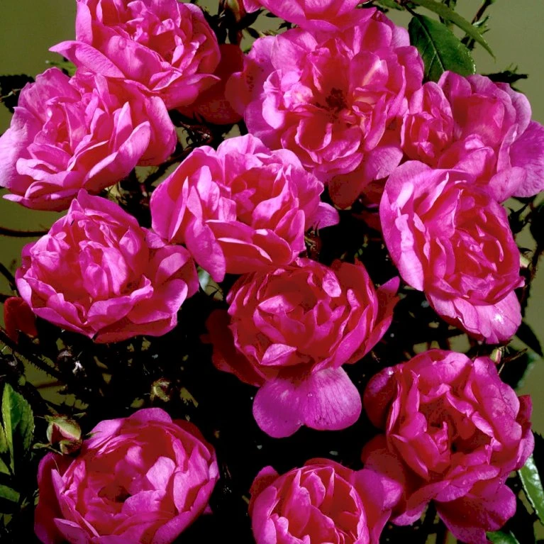 'Lavender Cover'® Rosa X 'Lavender Cover'® (Bunddækkerose) A-Kvalitet,- Barrods Roser Min. 3 Grene 6 'Lavender Cover'® Rosa X 'Lavender Cover'® (Bunddækkerose) A-Kvalitet,- Barrods Roser Min. 3 Grene - Billede 4