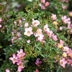 'Pink Cover'® Rosa X 'Pink Cover'® (Bunddækkerose) A-Kvalitet,- Barrods Roser Min. 3 Grene -Osmoz Naturens Butik p367 51973 rosa x pink cover bunddaekkerose 42e9