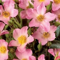 'Pink Cover'® Rosa X 'Pink Cover'® (Bunddækkerose) A-Kvalitet,- Barrods Roser Min. 3 Grene -Osmoz Naturens Butik p367 51975 rosa x pink cover bunddaekkerose a510