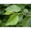 Gråel Alnus Incana Flerstammet,- 150-175 Cm. Med Trådklump -Osmoz Naturens Butik p3688 2741 alnus incana 54a7