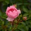 'Rosy Border'® Rosa X 'Rosy Border'® (Bunddækkerose) A-Kvalitet,- Barrods Roser Min. 3 Grene 1 'Rosy Border'® Rosa X 'Rosy Border'® (Bunddækkerose) A-Kvalitet,- Barrods Roser Min. 3 Grene -Osmoz Naturens Butik p368 51976 rosa x rosy border bunddaekkerose 5f77
