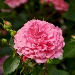 'Rosy Border'® Rosa X 'Rosy Border'® (Bunddækkerose) A-Kvalitet,- Barrods Roser Min. 3 Grene -Osmoz Naturens Butik p368 51977 rosa x rosy border bunddaekkerose eefe
