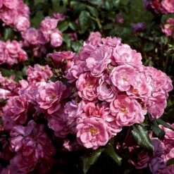 'Rosy Border'® Rosa X 'Rosy Border'® (Bunddækkerose) A-Kvalitet,- Barrods Roser Min. 3 Grene -Osmoz Naturens Butik p368 51979 rosa x rosy border bunddaekkerose e05e