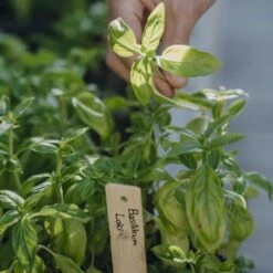 Basilikum 'Loki' Øko Ocimum Basilicum L. 'Loki' Frøpose, Antal Pr. Pakke, Ca. 25 Stk. -Osmoz Naturens Butik p36913 54536 ocimum basilicum l loki 1cf5