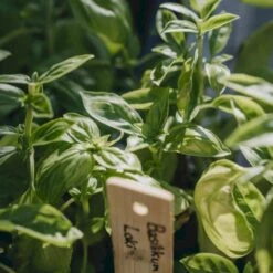 Basilikum 'Loki' Øko Ocimum Basilicum L. 'Loki' Frøpose, Antal Pr. Pakke, Ca. 25 Stk. -Osmoz Naturens Butik p36913 54537 ocimum basilicum l loki db53