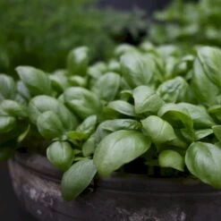 Basilikum 'Loki' Øko Ocimum Basilicum L. 'Loki' Frøpose, Antal Pr. Pakke, Ca. 25 Stk. -Osmoz Naturens Butik p36913 54538 ocimum basilicum l loki ac82