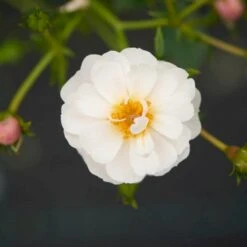 'Snow Cover'® Rosa X 'Snow Cover'® (Bunddækkerose) A-Kvalitet,- Barrods Roser Min. 3 Grene -Osmoz Naturens Butik p369 51984 rosa x snow cover bunddaekkerose 03fd