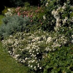 'Snow Cover'® Rosa X 'Snow Cover'® (Bunddækkerose) A-Kvalitet,- Barrods Roser Min. 3 Grene -Osmoz Naturens Butik p369 51985 rosa x snow cover bunddaekkerose 9f35