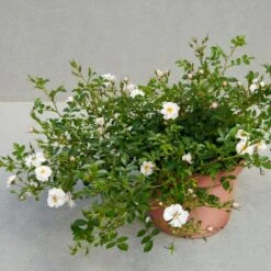 'Snow Cover'® Rosa X 'Snow Cover'® (Bunddækkerose) A-Kvalitet,- Barrods Roser Min. 3 Grene -Osmoz Naturens Butik p369 51987 rosa x snow cover bunddaekkerose efe1