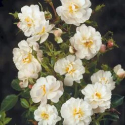 'Snow Cover'® Rosa X 'Snow Cover'® (Bunddækkerose) A-Kvalitet,- Barrods Roser Min. 3 Grene -Osmoz Naturens Butik p369 51988 rosa x snow cover bunddaekkerose f042