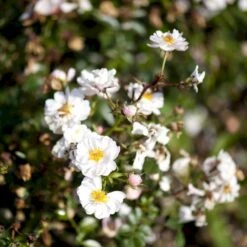 'Snow Cover'® Rosa X 'Snow Cover'® (Bunddækkerose) A-Kvalitet,- Barrods Roser Min. 3 Grene -Osmoz Naturens Butik p369 51989 rosa x snow cover bunddaekkerose 539d