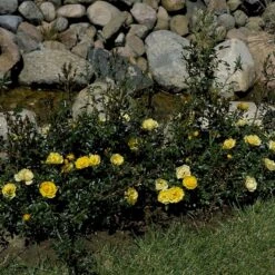 'Sun Cover'® Rosa X 'Sun Cover'® (Bunddækkerose) A-Kvalitet,- Barrods Roser Min. 3 Grene -Osmoz Naturens Butik p370 51996 rosa x sun cover bunddaekkerose d13e