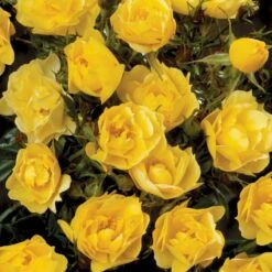 'Sun Cover'® Rosa X 'Sun Cover'® (Bunddækkerose) A-Kvalitet,- Barrods Roser Min. 3 Grene -Osmoz Naturens Butik p370 51997 rosa x sun cover bunddaekkerose c888