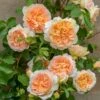 'Bathsheba' Rosa X 'Bathsheba' (Engelsk Rose) A-Kvalitet,- Barrods Roser Min. 3 Grene -Osmoz Naturens Butik p37127 52941 rosa x bathsheba engelsk rose 60fc