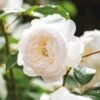 'Desdemona' Rosa X 'Desdemona' (Engelsk Rose) A-Kvalitet,- Barrods Roser Min. 3 Grene -Osmoz Naturens Butik p37128 52969 rosa x desdemona engelsk rose 2d12