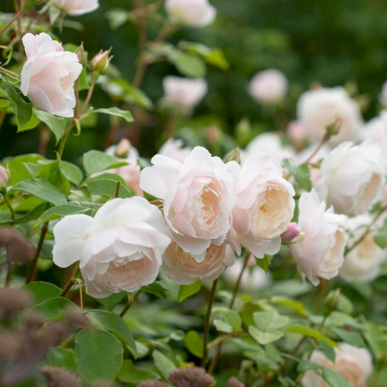 'Desdemona' Rosa X 'Desdemona' (Engelsk Rose) A-Kvalitet,- Barrods Roser Min. 3 Grene 6 'Desdemona' Rosa X 'Desdemona' (Engelsk Rose) A-Kvalitet,- Barrods Roser Min. 3 Grene - Billede 4