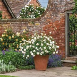 'Desdemona' Rosa X 'Desdemona' (Engelsk Rose) A-Kvalitet,- Barrods Roser Min. 3 Grene 16 'Desdemona' Rosa X 'Desdemona' (Engelsk Rose) A-Kvalitet,- Barrods Roser Min. 3 Grene -Osmoz Naturens Butik p37128 52974 rosa x desdemona engelsk rose b9ab