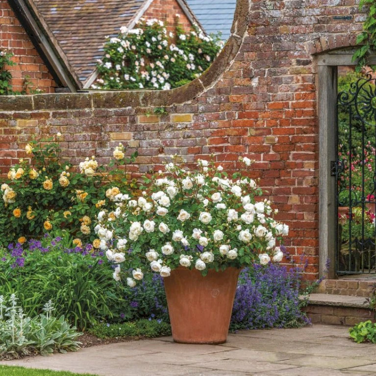 'Desdemona' Rosa X 'Desdemona' (Engelsk Rose) A-Kvalitet,- Barrods Roser Min. 3 Grene 9 'Desdemona' Rosa X 'Desdemona' (Engelsk Rose) A-Kvalitet,- Barrods Roser Min. 3 Grene - Billede 7