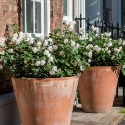 'Desdemona' Rosa X 'Desdemona' (Engelsk Rose) A-Kvalitet,- Barrods Roser Min. 3 Grene 17 'Desdemona' Rosa X 'Desdemona' (Engelsk Rose) A-Kvalitet,- Barrods Roser Min. 3 Grene -Osmoz Naturens Butik p37128 52975 rosa x desdemona engelsk rose ae73