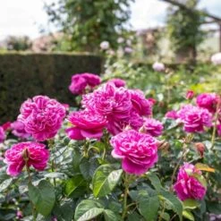 'James L. Austin' Rosa X 'James L. Austin' (Engelsk Rose) A-Kvalitet,- Barrods Roser Min. 3 Grene -Osmoz Naturens Butik p37129 53037 rosa x james l austin engelsk rose 434b