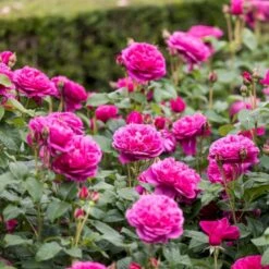 'James L. Austin' Rosa X 'James L. Austin' (Engelsk Rose) A-Kvalitet,- Barrods Roser Min. 3 Grene -Osmoz Naturens Butik p37129 53038 rosa x james l austin engelsk rose d554