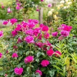 'James L. Austin' Rosa X 'James L. Austin' (Engelsk Rose) A-Kvalitet,- Barrods Roser Min. 3 Grene -Osmoz Naturens Butik p37129 53039 rosa x james l austin engelsk rose ed70