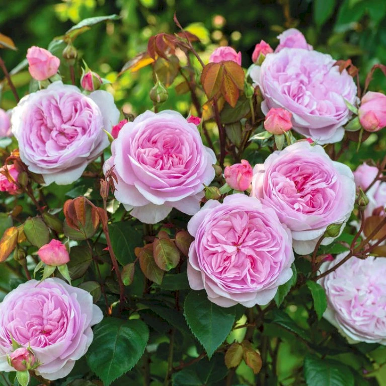 'Olivia Rose' Rosa X 'Olivia Rose' (Engelsk Rose) A-Kvalitet,- Barrods Roser Min. 3 Grene 3 'Olivia Rose' Rosa X 'Olivia Rose' (Engelsk Rose) A-Kvalitet,- Barrods Roser Min. 3 Grene