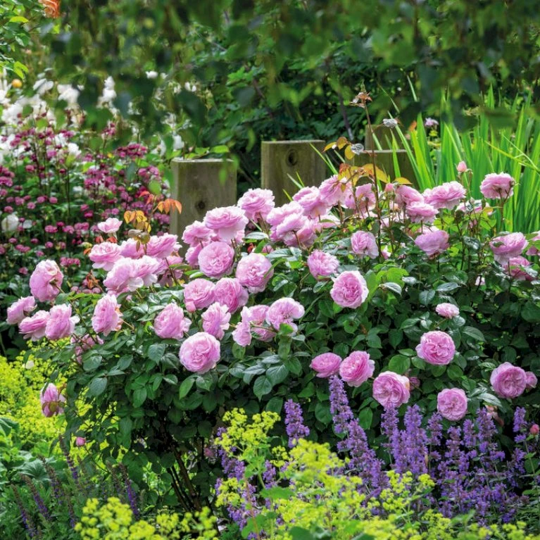 'Olivia Rose' Rosa X 'Olivia Rose' (Engelsk Rose) A-Kvalitet,- Barrods Roser Min. 3 Grene 5 'Olivia Rose' Rosa X 'Olivia Rose' (Engelsk Rose) A-Kvalitet,- Barrods Roser Min. 3 Grene - Billede 3