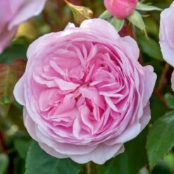 'Olivia Rose' Rosa X 'Olivia Rose' (Engelsk Rose) A-Kvalitet,- Barrods Roser Min. 3 Grene 16 'Olivia Rose' Rosa X 'Olivia Rose' (Engelsk Rose) A-Kvalitet,- Barrods Roser Min. 3 Grene -Osmoz Naturens Butik p37130 53072 rosa x olivia rose engelsk rose 4041