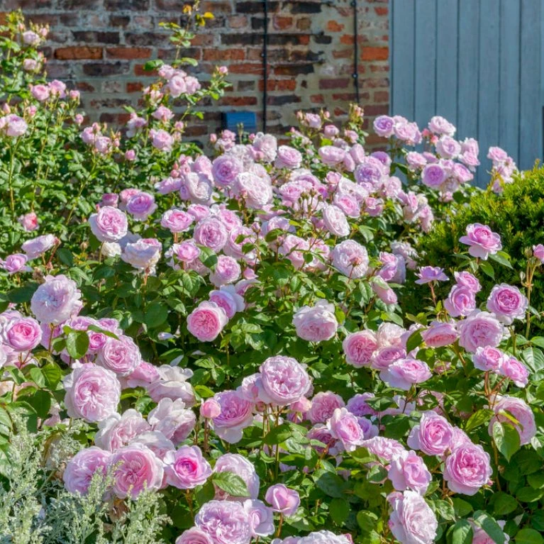 'Olivia Rose' Rosa X 'Olivia Rose' (Engelsk Rose) A-Kvalitet,- Barrods Roser Min. 3 Grene 7 'Olivia Rose' Rosa X 'Olivia Rose' (Engelsk Rose) A-Kvalitet,- Barrods Roser Min. 3 Grene - Billede 5