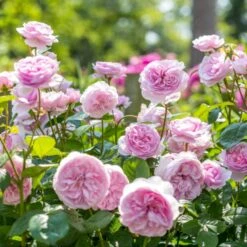 'Olivia Rose' Rosa X 'Olivia Rose' (Engelsk Rose) A-Kvalitet,- Barrods Roser Min. 3 Grene 18 'Olivia Rose' Rosa X 'Olivia Rose' (Engelsk Rose) A-Kvalitet,- Barrods Roser Min. 3 Grene -Osmoz Naturens Butik p37130 53074 rosa x olivia rose engelsk rose 751b