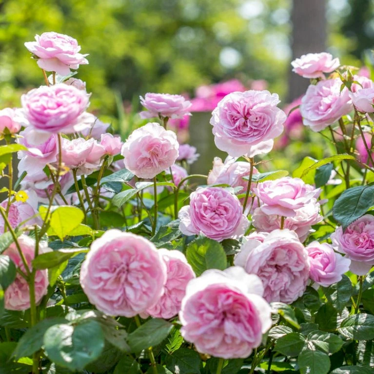 'Olivia Rose' Rosa X 'Olivia Rose' (Engelsk Rose) A-Kvalitet,- Barrods Roser Min. 3 Grene 8 'Olivia Rose' Rosa X 'Olivia Rose' (Engelsk Rose) A-Kvalitet,- Barrods Roser Min. 3 Grene - Billede 6