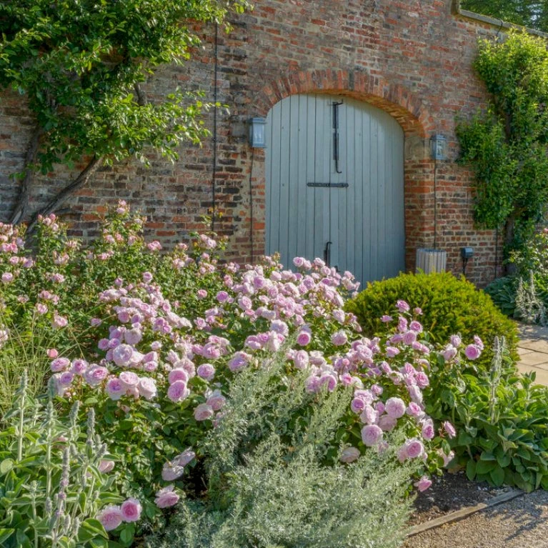 'Olivia Rose' Rosa X 'Olivia Rose' (Engelsk Rose) A-Kvalitet,- Barrods Roser Min. 3 Grene 9 'Olivia Rose' Rosa X 'Olivia Rose' (Engelsk Rose) A-Kvalitet,- Barrods Roser Min. 3 Grene - Billede 7