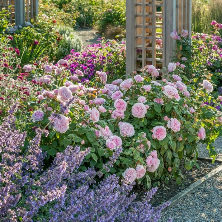 'Olivia Rose' Rosa X 'Olivia Rose' (Engelsk Rose) A-Kvalitet,- Barrods Roser Min. 3 Grene 10 'Olivia Rose' Rosa X 'Olivia Rose' (Engelsk Rose) A-Kvalitet,- Barrods Roser Min. 3 Grene - Billede 8