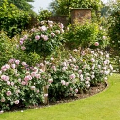 'Olivia Rose' Rosa X 'Olivia Rose' (Engelsk Rose) A-Kvalitet,- Barrods Roser Min. 3 Grene 22 'Olivia Rose' Rosa X 'Olivia Rose' (Engelsk Rose) A-Kvalitet,- Barrods Roser Min. 3 Grene -Osmoz Naturens Butik p37130 53078 rosa x olivia rose engelsk rose 53e0