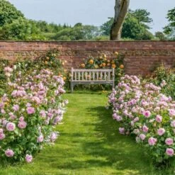 'Olivia Rose' Rosa X 'Olivia Rose' (Engelsk Rose) A-Kvalitet,- Barrods Roser Min. 3 Grene 23 'Olivia Rose' Rosa X 'Olivia Rose' (Engelsk Rose) A-Kvalitet,- Barrods Roser Min. 3 Grene -Osmoz Naturens Butik p37130 53079 rosa x olivia rose engelsk rose 1c5c