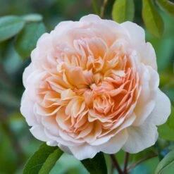 'Port Sunlight' Rosa X 'Port Sunlight' (Engelsk Rose) A-Kvalitet,- Barrods Roser Min. 3 Grene -Osmoz Naturens Butik p37131 53084 rosa x port sunlight engelsk rose 44f5