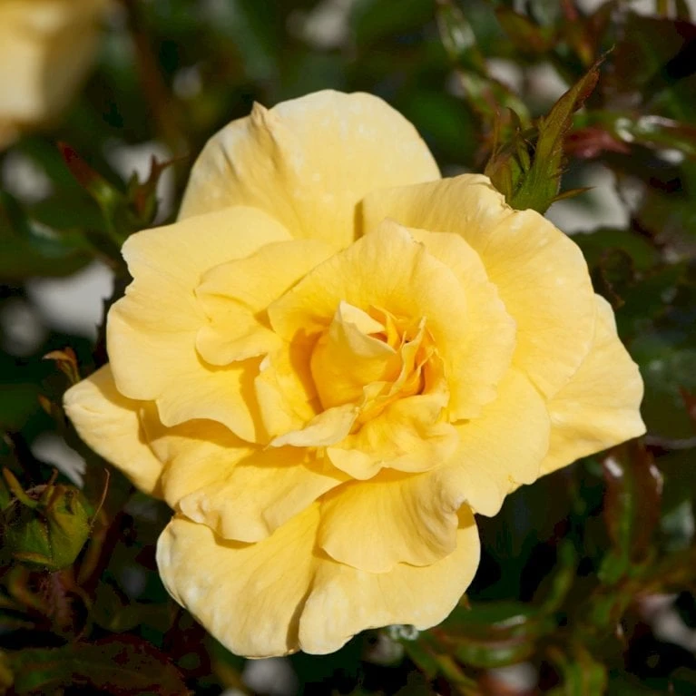 'Sunburst Border'® Rosa X 'Sunburst Border'® (Bunddækkerose) A-Kvalitet,- Barrods Roser Min. 3 Grene 3 'Sunburst Border'® Rosa X 'Sunburst Border'® (Bunddækkerose) A-Kvalitet,- Barrods Roser Min. 3 Grene