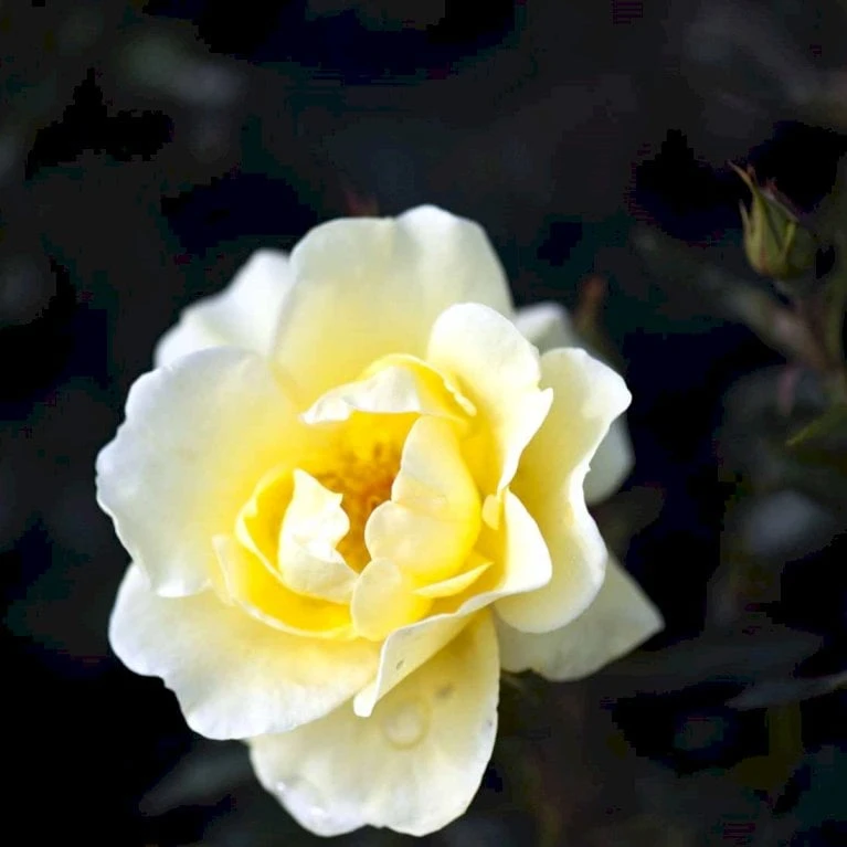 'Sunburst Border'® Rosa X 'Sunburst Border'® (Bunddækkerose) A-Kvalitet,- Barrods Roser Min. 3 Grene 5 'Sunburst Border'® Rosa X 'Sunburst Border'® (Bunddækkerose) A-Kvalitet,- Barrods Roser Min. 3 Grene - Billede 3