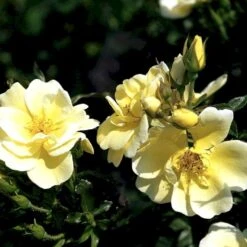 'Sunburst Border'® Rosa X 'Sunburst Border'® (Bunddækkerose) A-Kvalitet,- Barrods Roser Min. 3 Grene 14 'Sunburst Border'® Rosa X 'Sunburst Border'® (Bunddækkerose) A-Kvalitet,- Barrods Roser Min. 3 Grene -Osmoz Naturens Butik p371 52000 rosa x sunburst border bunddaekkerose 4a15