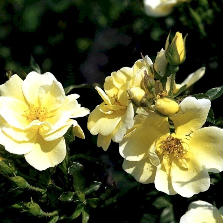 'Sunburst Border'® Rosa X 'Sunburst Border'® (Bunddækkerose) A-Kvalitet,- Barrods Roser Min. 3 Grene 6 'Sunburst Border'® Rosa X 'Sunburst Border'® (Bunddækkerose) A-Kvalitet,- Barrods Roser Min. 3 Grene - Billede 4