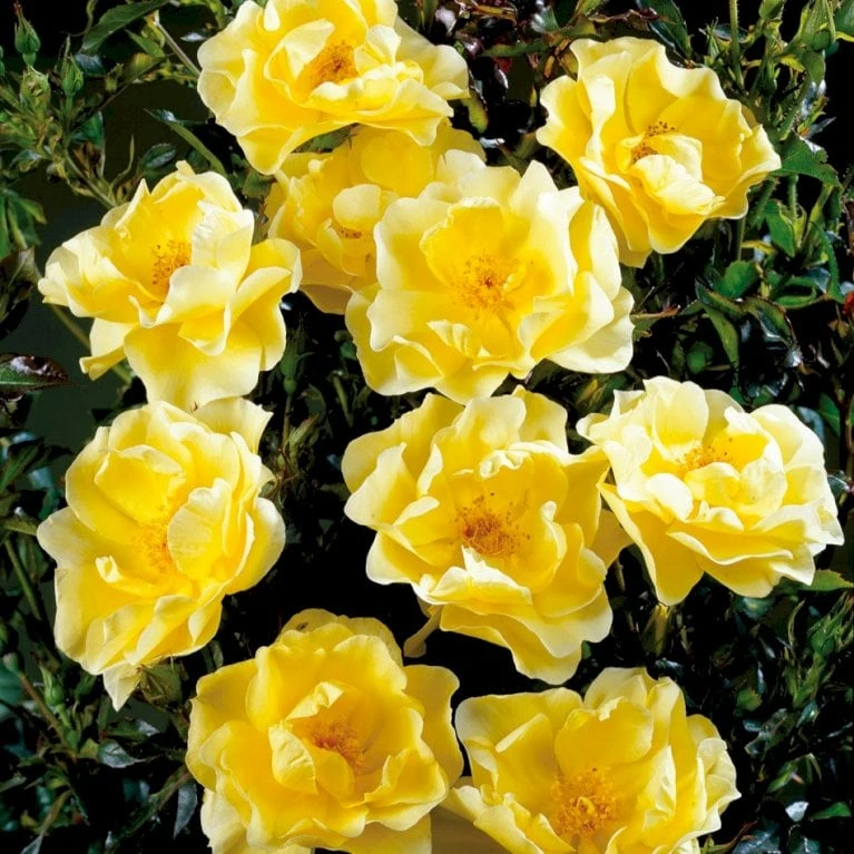 'Sunburst Border'® Rosa X 'Sunburst Border'® (Bunddækkerose) A-Kvalitet,- Barrods Roser Min. 3 Grene 7 'Sunburst Border'® Rosa X 'Sunburst Border'® (Bunddækkerose) A-Kvalitet,- Barrods Roser Min. 3 Grene - Billede 5