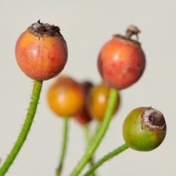 'Sunburst Border'® Rosa X 'Sunburst Border'® (Bunddækkerose) A-Kvalitet,- Barrods Roser Min. 3 Grene 16 'Sunburst Border'® Rosa X 'Sunburst Border'® (Bunddækkerose) A-Kvalitet,- Barrods Roser Min. 3 Grene -Osmoz Naturens Butik p371 52002 rosa x sunburst border bunddaekkerose 46e8