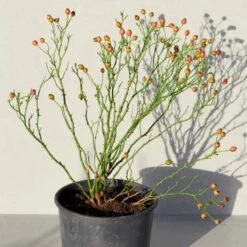 'Sunburst Border'® Rosa X 'Sunburst Border'® (Bunddækkerose) A-Kvalitet,- Barrods Roser Min. 3 Grene 17 'Sunburst Border'® Rosa X 'Sunburst Border'® (Bunddækkerose) A-Kvalitet,- Barrods Roser Min. 3 Grene -Osmoz Naturens Butik p371 52003 rosa x sunburst border bunddaekkerose efa5