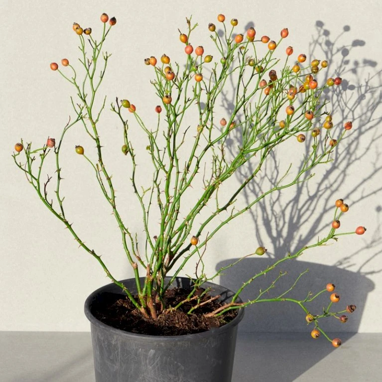 'Sunburst Border'® Rosa X 'Sunburst Border'® (Bunddækkerose) A-Kvalitet,- Barrods Roser Min. 3 Grene 9 'Sunburst Border'® Rosa X 'Sunburst Border'® (Bunddækkerose) A-Kvalitet,- Barrods Roser Min. 3 Grene - Billede 7