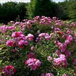 'Supreme Cover'® Rosa X 'Supreme Cover'® (Bunddækkerose) A-Kvalitet,- Barrods Roser Min. 3 Grene