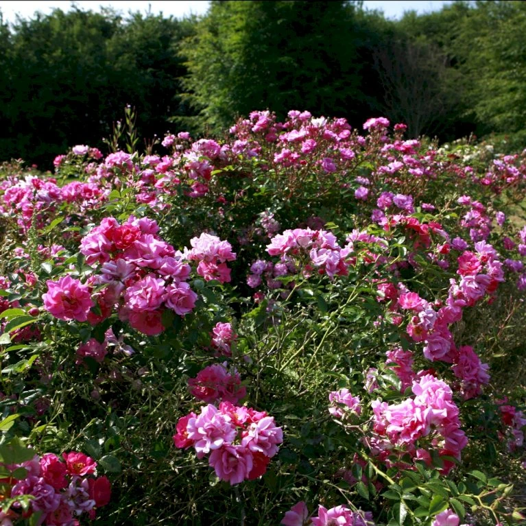 'Supreme Cover'® Rosa X 'Supreme Cover'® (Bunddækkerose) A-Kvalitet,- Barrods Roser Min. 3 Grene 3 'Supreme Cover'® Rosa X 'Supreme Cover'® (Bunddækkerose) A-Kvalitet,- Barrods Roser Min. 3 Grene